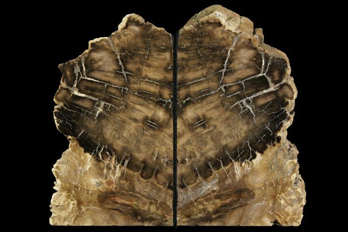Petrified Wood Bookends - McDermitt, Oregon #158878